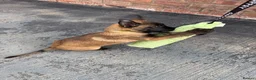 Belgian Shepherd Dog dogs for sale: DARK KC REG BELGIAN MALINOIS PUPPIES - Advert 4
