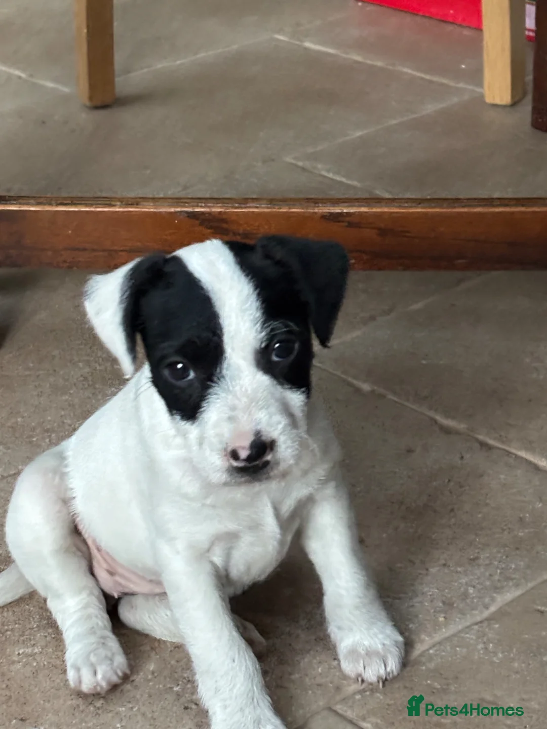 Jack Russell dogs for sale: Beautiful small Jack Russell bitches - Advert 2