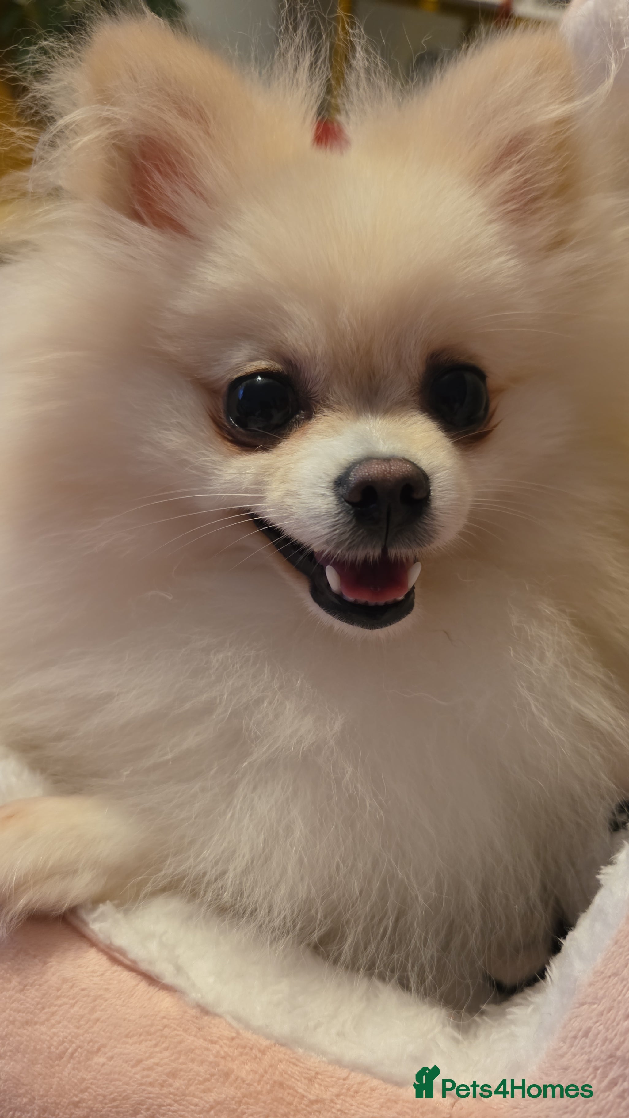 Coco