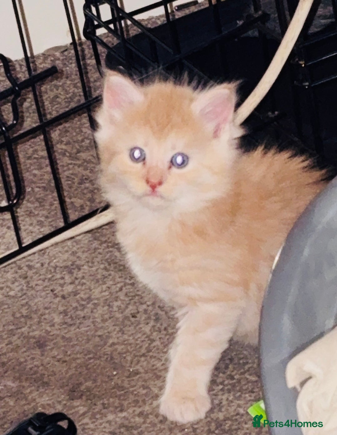 Mixed Breed cats for sale: half maincoon kittens  - Image 9