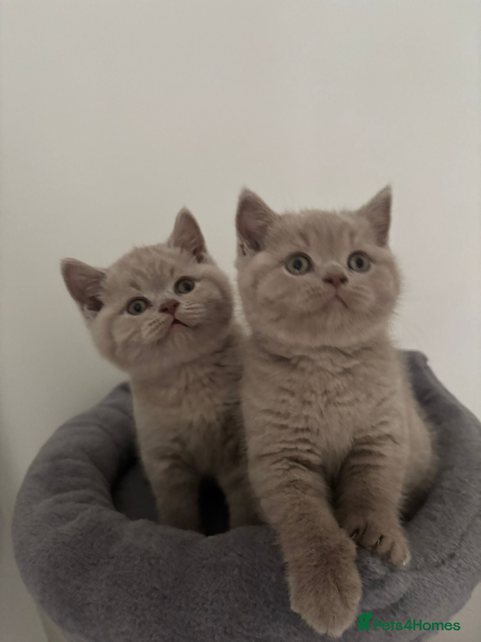 British Shorthair cats GCCF Registered 2 males 💙💙 - Advert 2