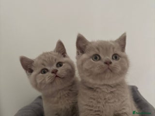 British Shorthair cats GCCF Registered 2 males 💙💙 - Advert 2