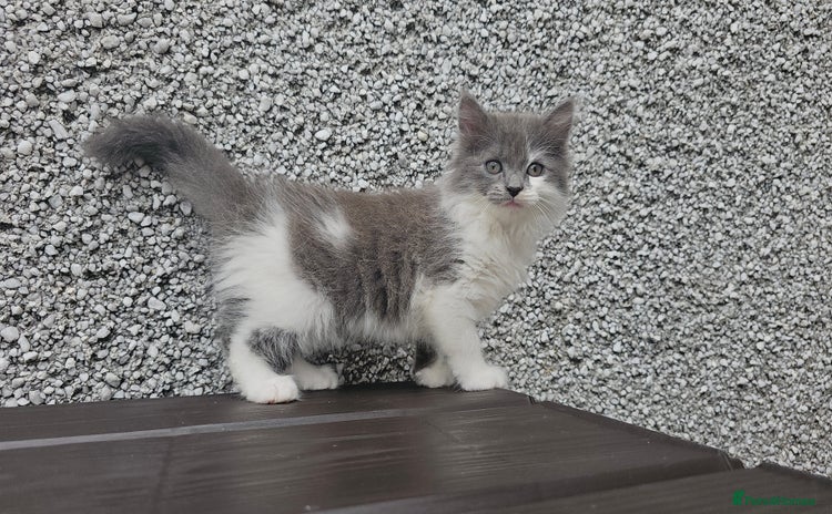 Ragdoll cats - Advert 4