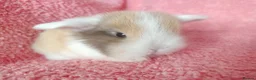 Mini Lop rabbits for sale: Baby mini lops for sale  - Advert 1