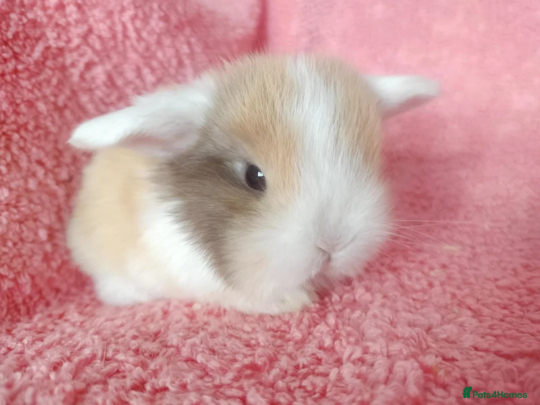Mini Lop rabbits for sale: Baby mini lops for sale  - Advert 1