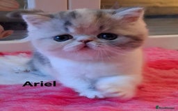 Persian cats for sale: Gccf Persian Exotic Little Girl  - Advert 1