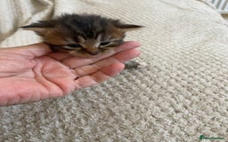 British Shorthair cats for sale: Gorgeous kittens - Image 11
