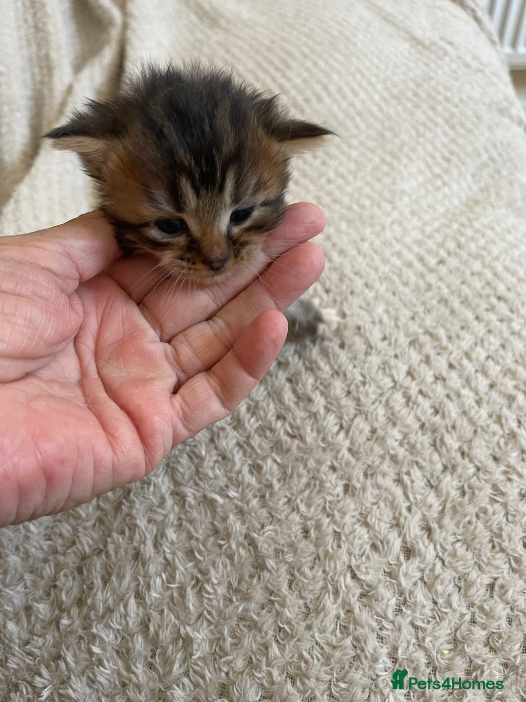 British Shorthair cats for sale: Gorgeous kittens - Image 11
