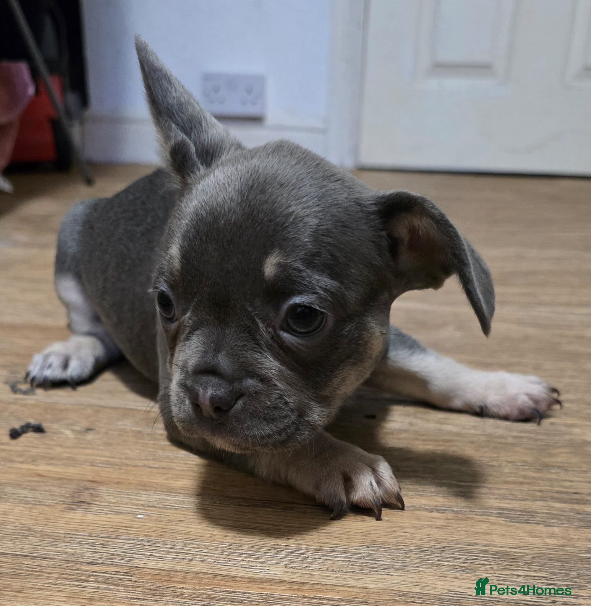 French Bulldog dogs 2 girls French bull dogs  - Advert 6