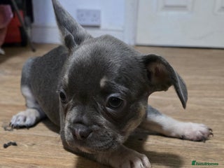 French Bulldog dogs 2 girls French bull dogs - Advert 6