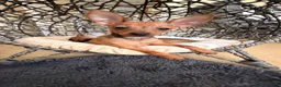 Russian Toy Terrier dogs for sale: Russian Toy Terrier - Advert 21