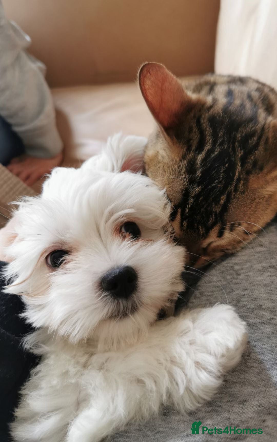 Maltese dogs for sale: Purebred Maltese Dog for Loving Home - Advert 6