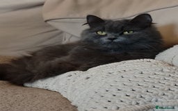 Ragdoll cats for sale: Hello my name is Chloe 💕 - Image 1