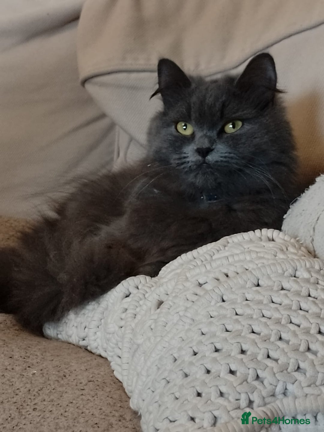 Ragdoll cats for sale: Hello my name is Chloe 💕 - Image 1
