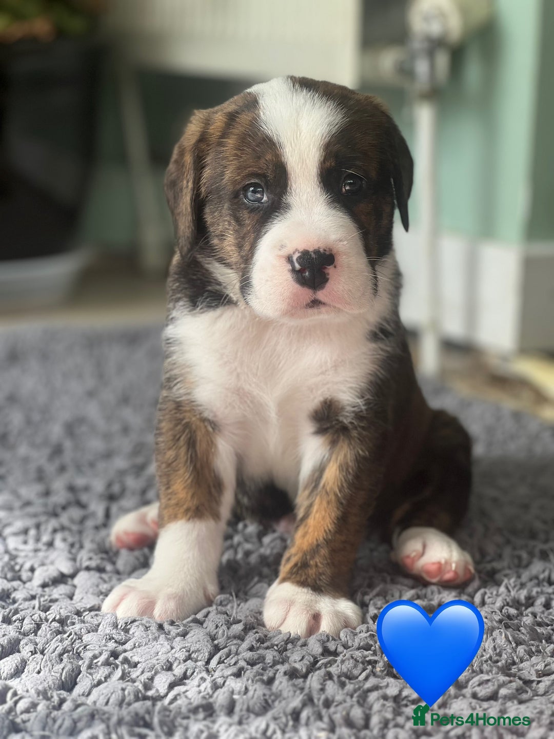 Mixed Breed dogs for sale: American Bulldog X Bernese mountain Dogs  - Image 7