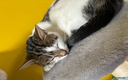 Mixed Breed cats for sale: Two beautiful cats - Image 12
