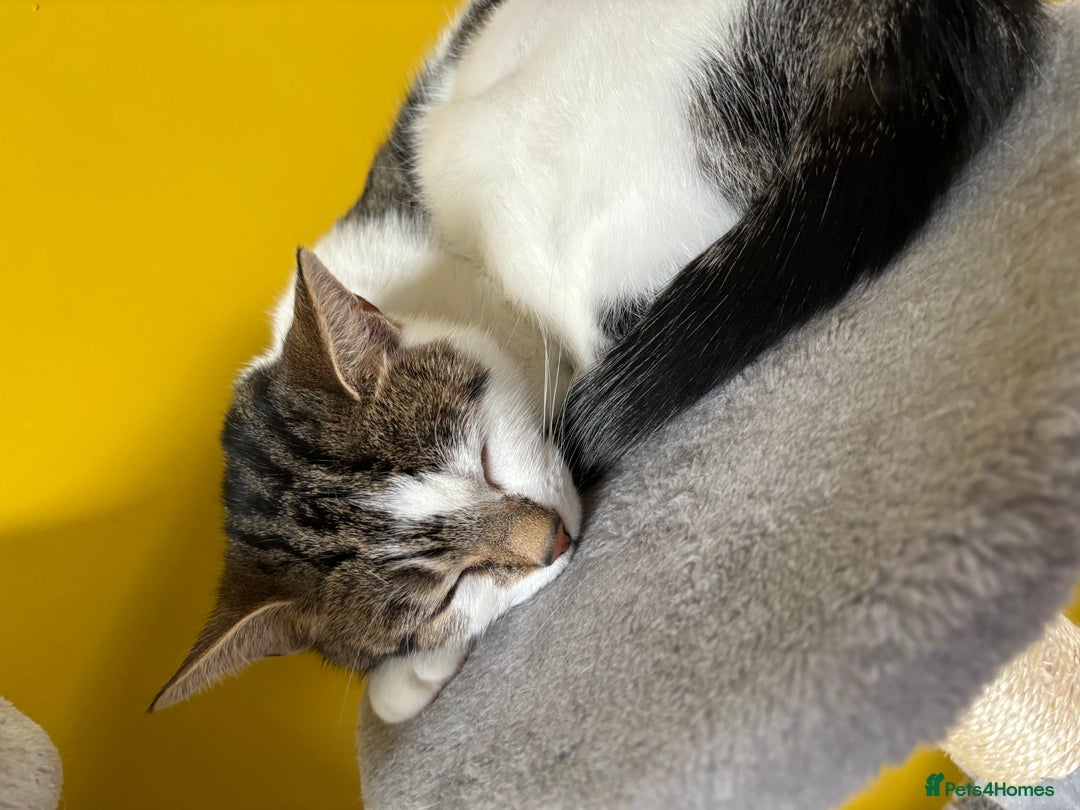 Mixed Breed cats for sale: Two beautiful cats - Image 12