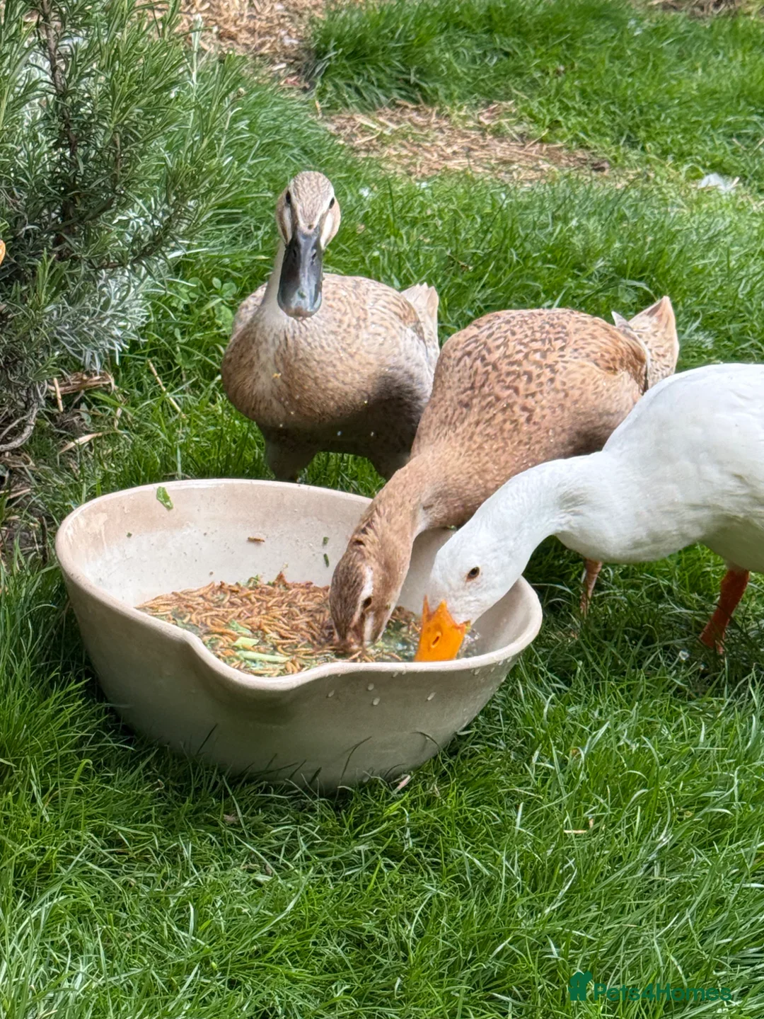 Ducks poultry for sale: 3 x Indian Runner Ducks (1male/2female) in Liverpool - Advert 2