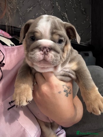 English Bulldog dogs LAST 3 READY NOW DELIVERY NATIONWIDE - Advert 5