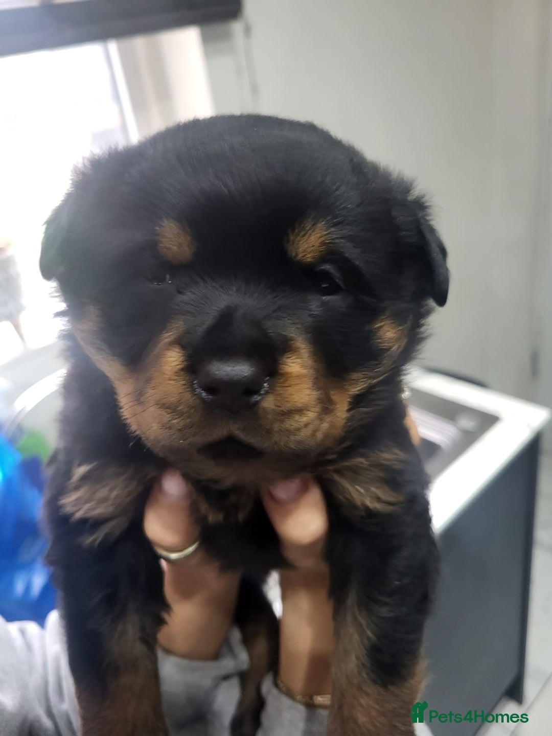Rottweiler dogs for sale: 8 week old female Rottweiler puppy  - Image 6