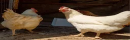Chickens poultry for sale: Point of lay hens for sale  - Advert 1