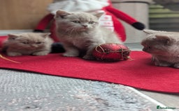 British Shorthair cats for sale: British shorthair  - Advert 12