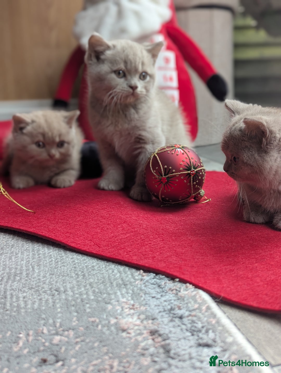 British Shorthair cats for sale: British shorthair  - Advert 12