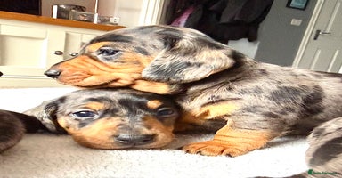 Miniature Dachshund dogs - Advert 14