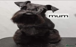 Miniature Schnauzer dogs for sale: Miniature Schnauzer puppies - Image 4