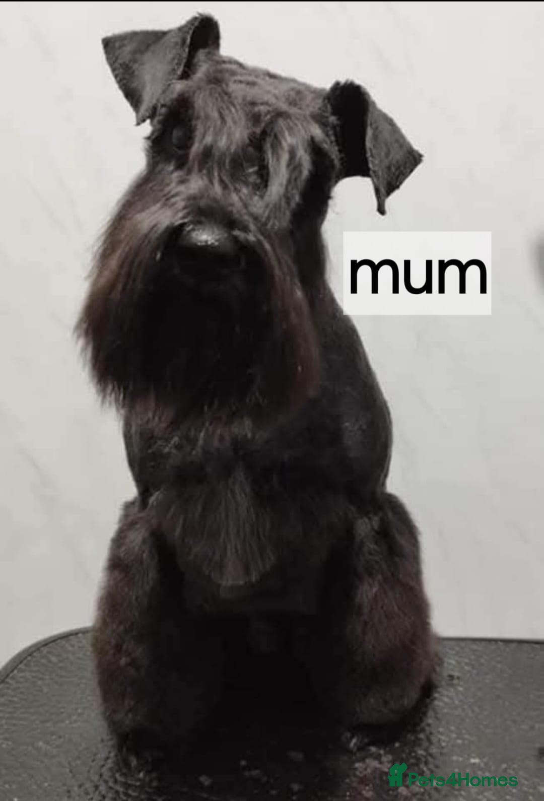 Miniature Schnauzer dogs for sale: Miniature Schnauzer puppies - Image 4