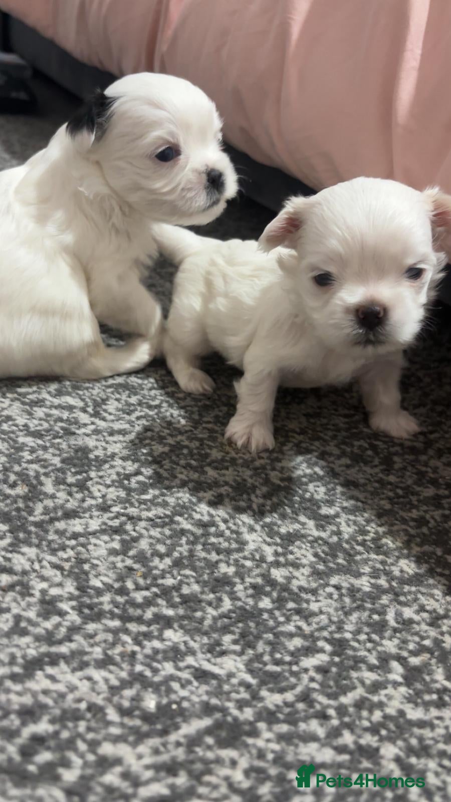 Malshi dogs 2 male malshi pups - Advert 2