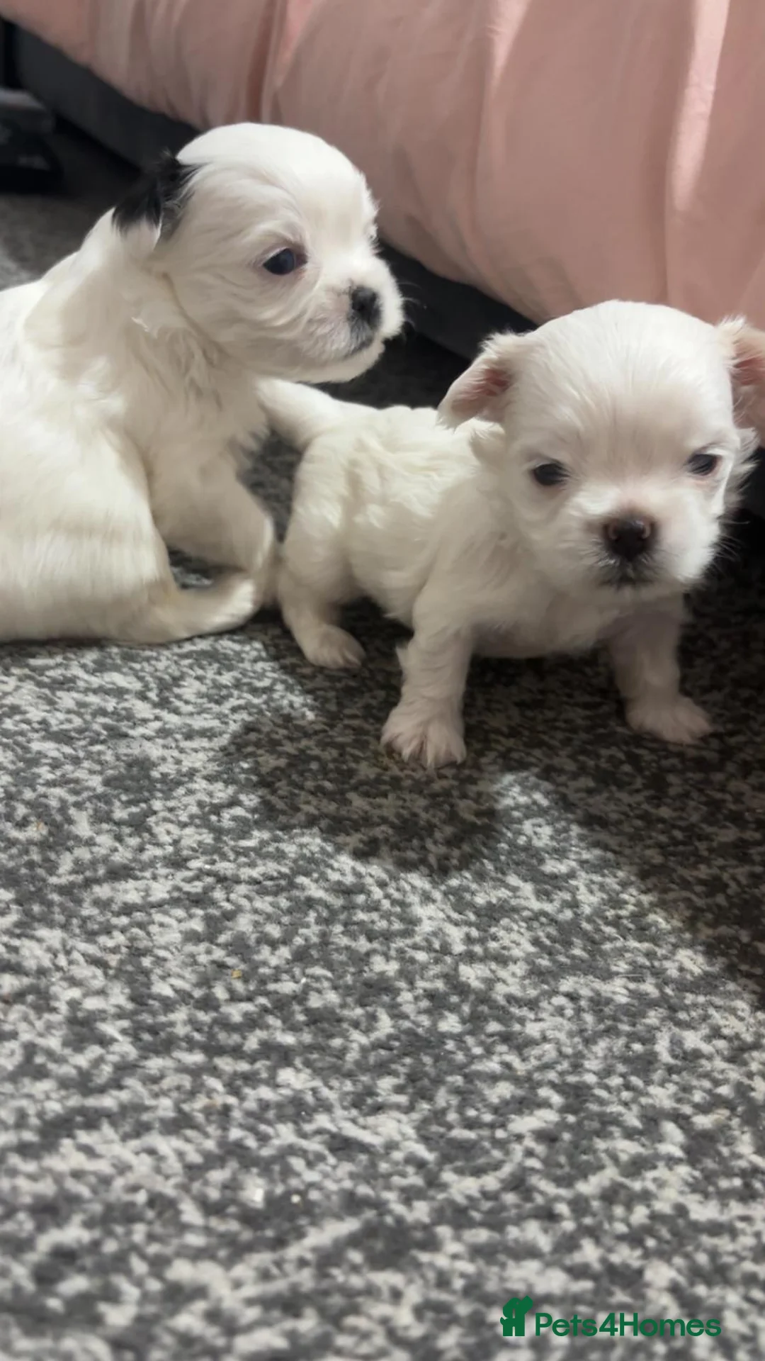 Malshi dogs for sale: 2 male malshi pups - Advert 2