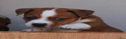 Jack Russell dogs for sale: *** 5 stunning puppies available *** - Advert 7