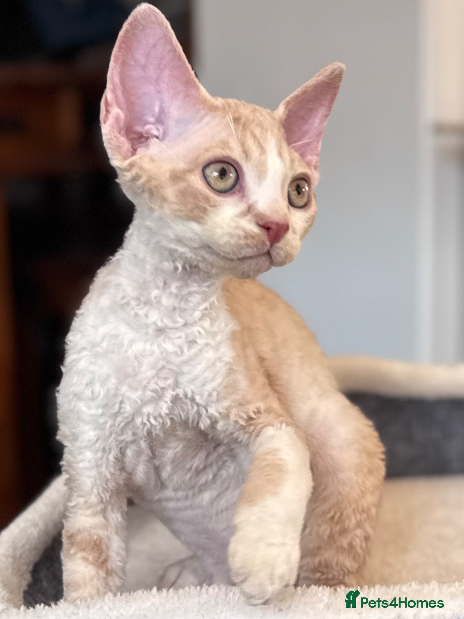 Devon Rex cats Fantastic pedigree Devon Rex kittens  - Advert 2