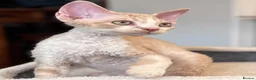 Devon Rex cats for sale: Fantastic pedigree Devon Rex kittens  - Advert 4