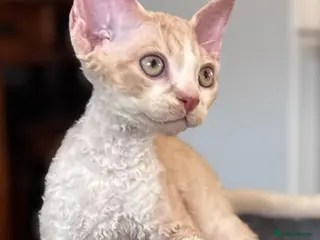 Devon Rex cats Fantastic pedigree Devon Rex kittens - Advert 2