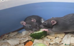 Rat rodents for sale: Fancy rats  - Image 1