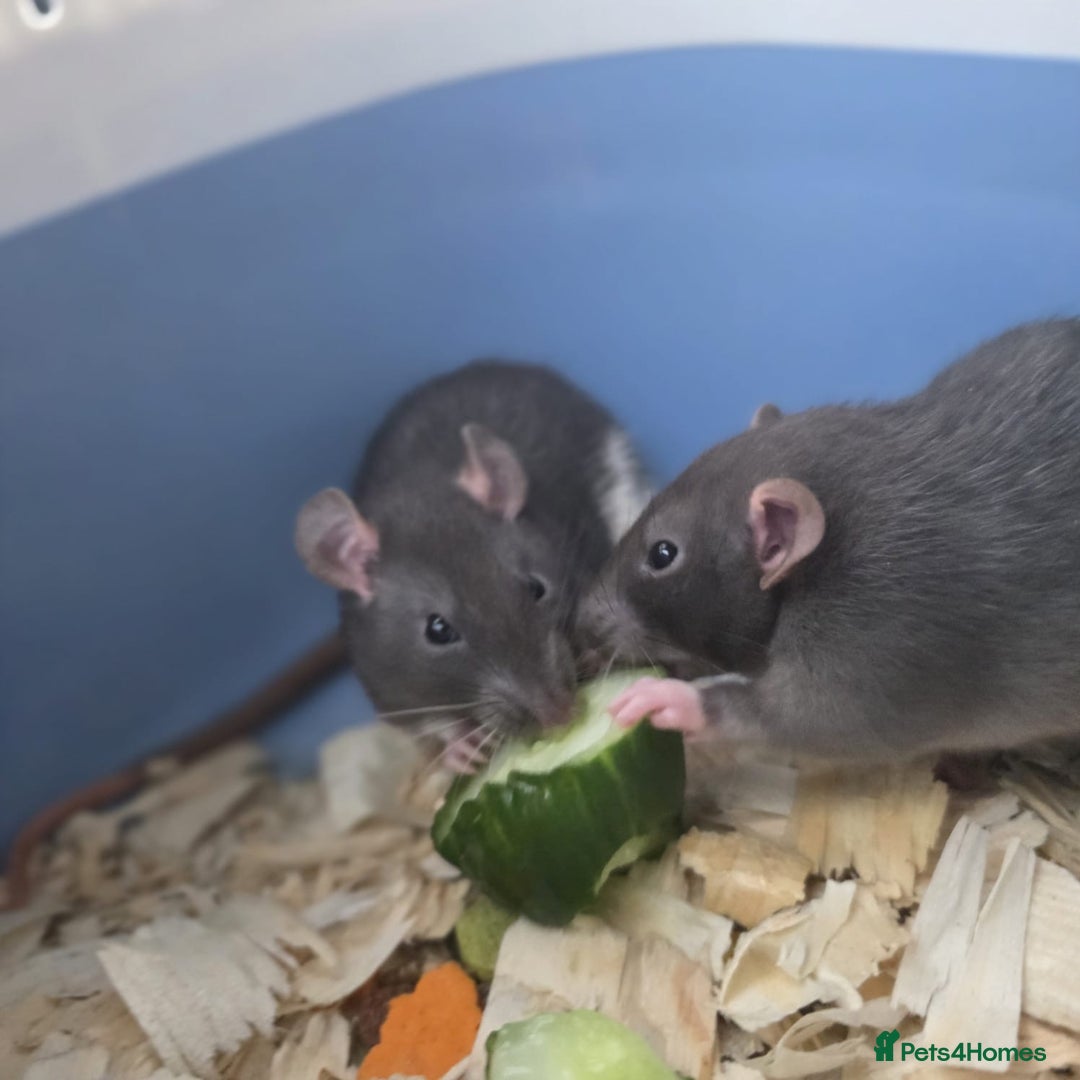 Rat rodents for sale: Fancy rats  - Image 1