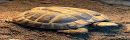 Hermann Tortoise reptiles for sale: Herman Tortoise and large tortoise table and Lamp - Advert 7