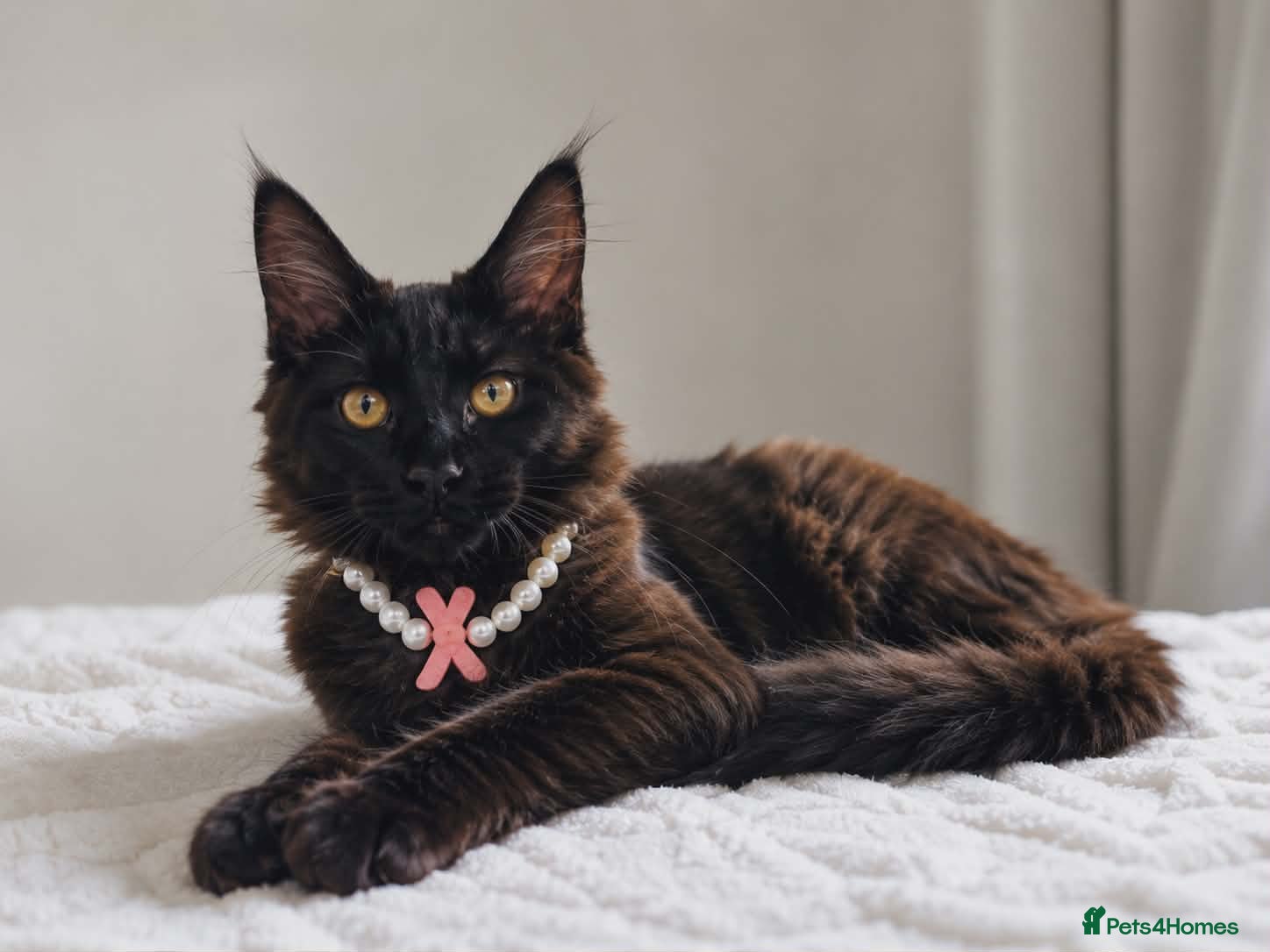 Maine Coon cats Maine Coon Tica registration full breed last girl  - Advert 15