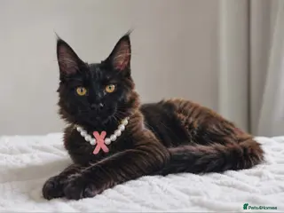 Maine Coon cats Maine Coon Tica registration full breed last girl - Advert 13