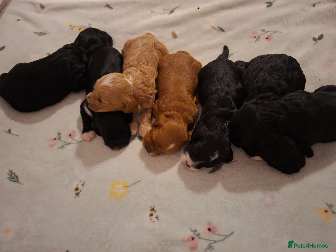 Cockapoo dogs for sale: Beautiful cockapoo puppies  - Advert 9