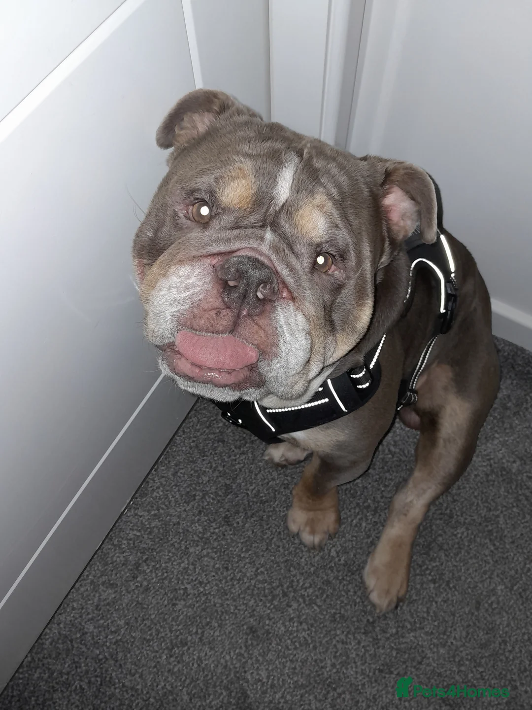 English Bulldog dogs for sale: Male Bulldog 1 year old - Advert 1