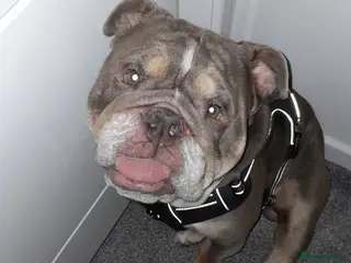 English Bulldog dogs Male Bulldog 1 year old - Advert 3