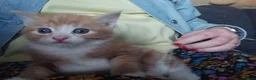 Mixed Breed cats for sale: 4 beautiful kittens 😸  - Advert 10