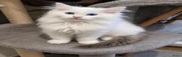 Ragdoll cats for sale: RAGDOLLS BICOLOUR BOY BLUE EYES READY NOW  - Advert 7