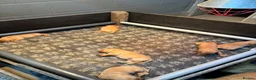 Labrador Retriever dogs for sale: Outstanding Red Fox Labrador Puppies - Advert 12