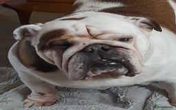 English Bulldog dogs for sale: British bulldog- English bulldog ( wouldn't list) - Advert 3