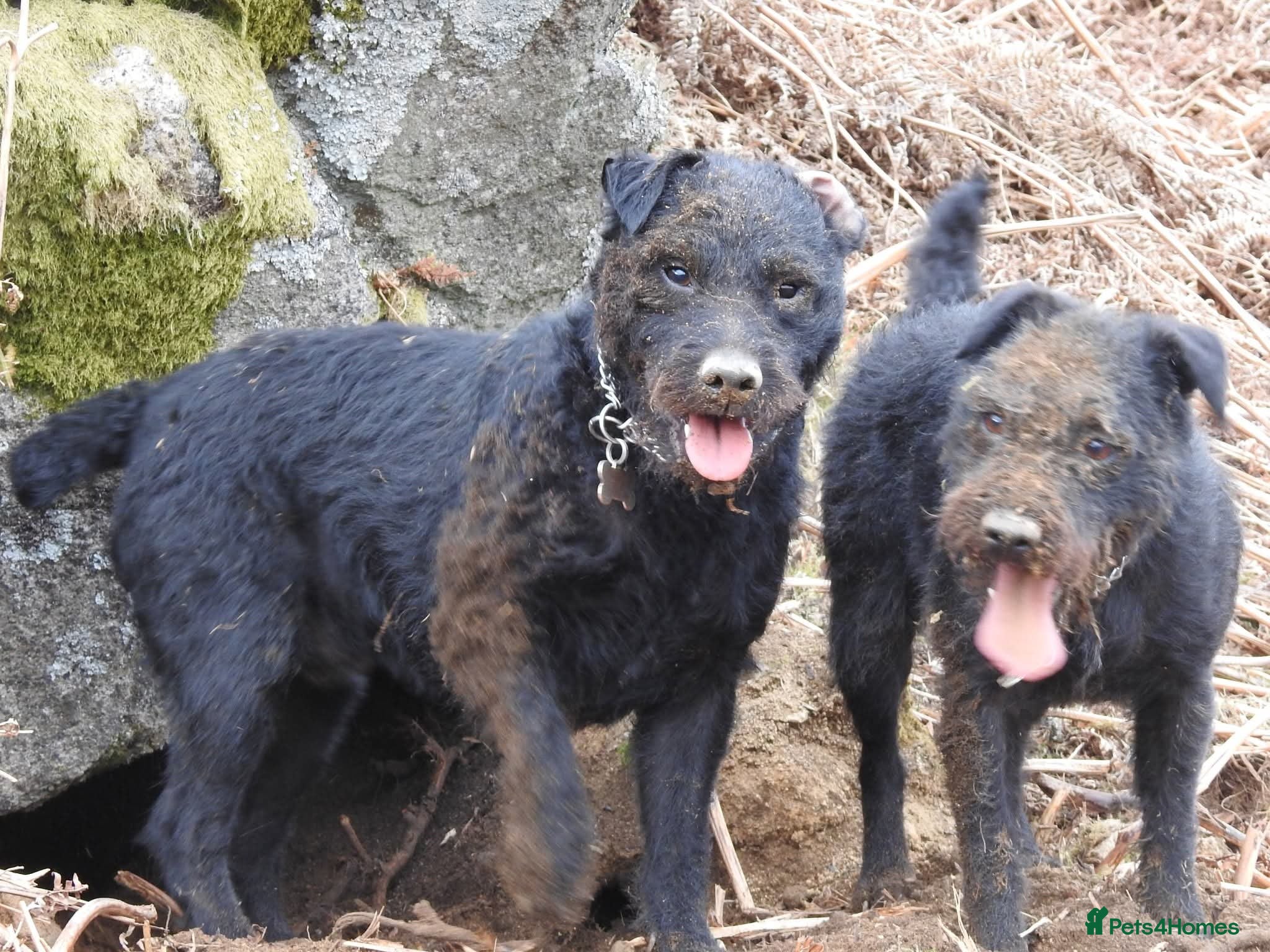 Patterdale Terrier dogs Mr Jason wooller  - Advert 2