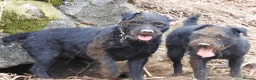 Patterdale Terrier dogs for stud: Mr Jason wooller  - Advert 1